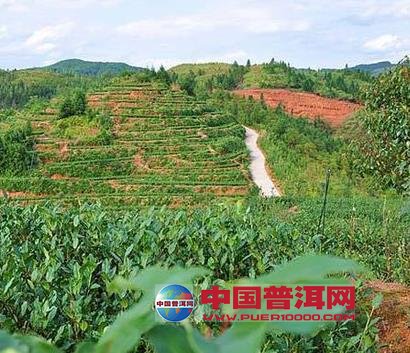 普洱茶