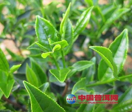 <u><a href='http://www.puer10000.com/puerzhishi/32854.html' target='_blank'>普洱<u><a href='http://www.puer10000.com/puerzhishi/100997.html' target='_blank'>茶</a></u></a></u>