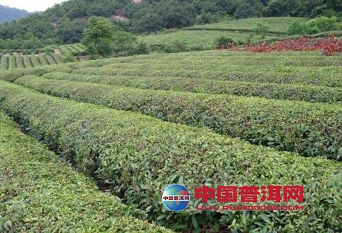 普洱茶