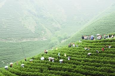 普洱茶