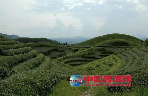 普洱茶