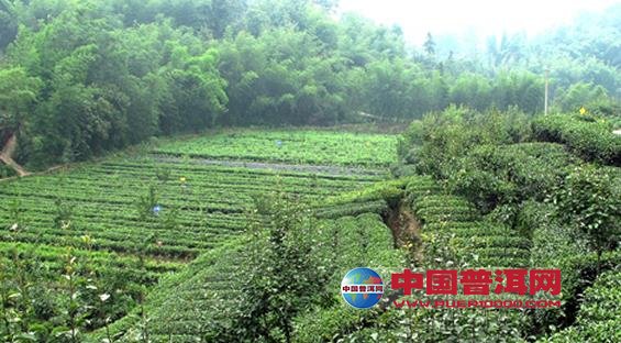 普洱茶