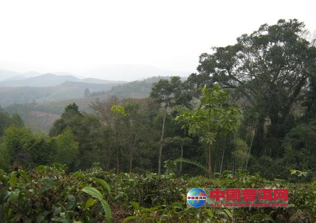 <u><a href='http://www.puer10000.com/puerzhishi/32854.html' target='_blank'>普洱<u><a href='http://www.puer10000.com/puerzhishi/100997.html' target='_blank'>茶</a></u></a></u>