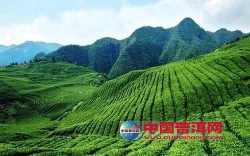 普洱茶