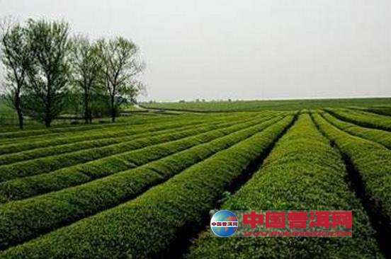 普洱茶