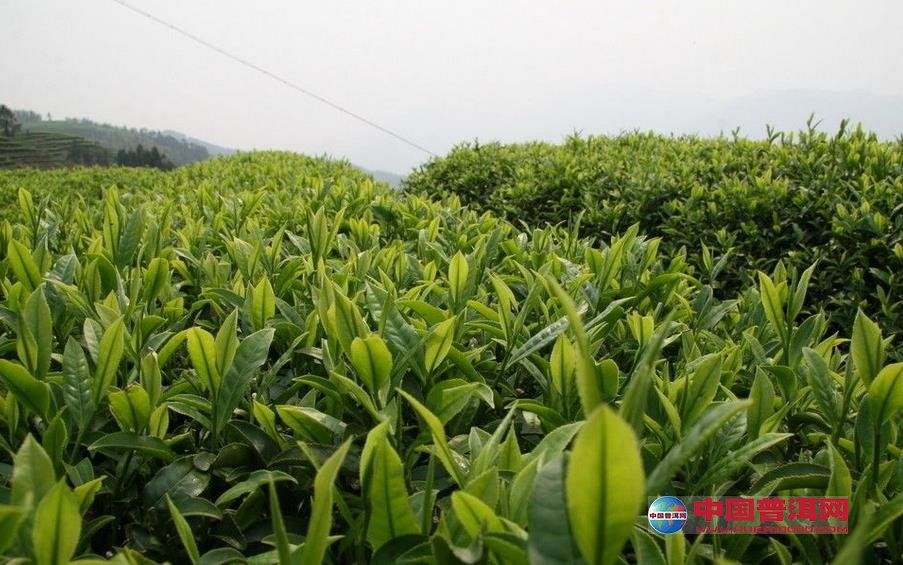 普洱茶