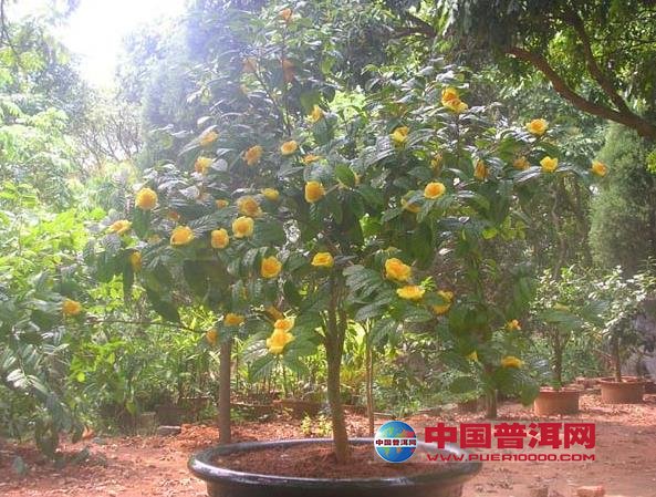 <u><a href='http://www.puer10000.com/puerzhishi/32854.html' target='_blank'>普洱<u><a href='http://www.puer10000.com/puerzhishi/100997.html' target='_blank'>茶</a></u></a></u>