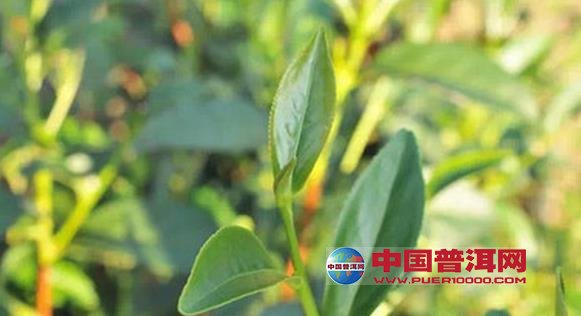 <u><a href='http://www.puer10000.com/puerzhishi/32854.html' target='_blank'>ն<u><a href='http://www.puer10000.com/puerzhishi/100997.html' target='_blank'></a></u></a></u>