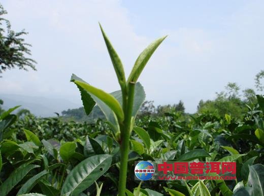<u><a href='http://www.puer10000.com/puerzhishi/32854.html' target='_blank'>普洱<u><a href='http://www.puer10000.com/puerzhishi/100997.html' target='_blank'>茶</a></u></a></u>