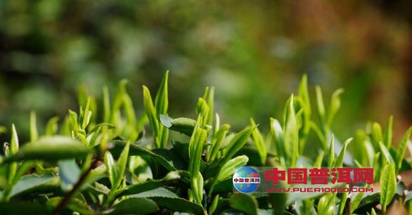 <u><a href='http://www.puer10000.com/puerzhishi/32854.html' target='_blank'>ն<u><a href='http://www.puer10000.com/puerzhishi/100997.html' target='_blank'></a></u></a></u>