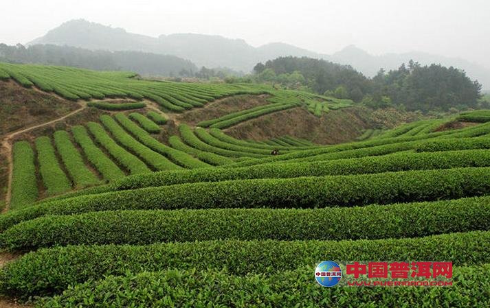 <u><a href='http://www.puer10000.com/puerzhishi/32854.html' target='_blank'>ն<u><a href='http://www.puer10000.com/puerzhishi/100997.html' target='_blank'></a></u></a></u>