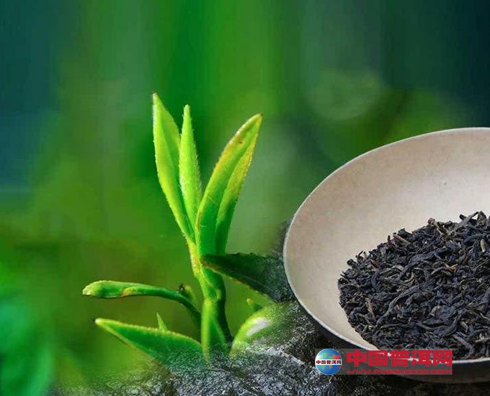 普洱茶