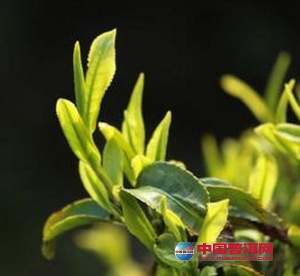 <u><a href='http://www.puer10000.com/puerzhishi/32854.html' target='_blank'>ն<u><a href='http://www.puer10000.com/puerzhishi/100997.html' target='_blank'></a></u></a></u>