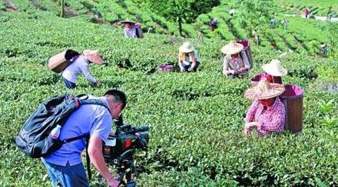 普洱茶