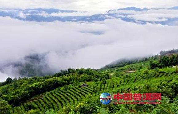 普洱茶