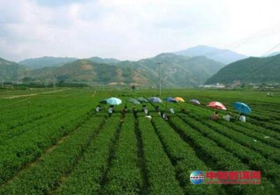 华安： 以文化引领打造生态茶