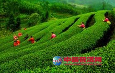 普洱茶
