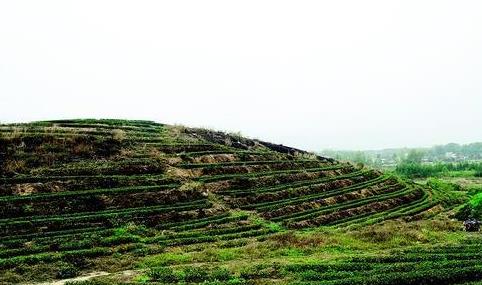 普洱茶