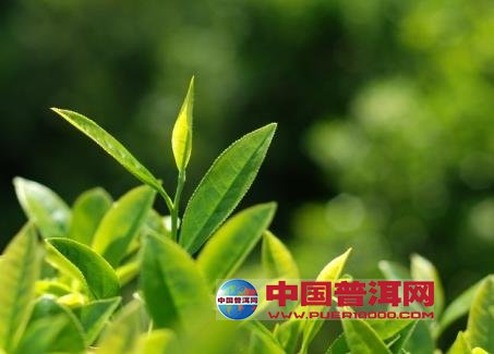 <u><a href='http://www.puer10000.com/puerzhishi/32854.html' target='_blank'>ն<u><a href='http://www.puer10000.com/puerzhishi/100997.html' target='_blank'></a></u></a></u>