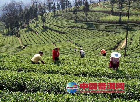 普洱茶
