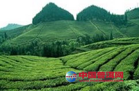 普洱茶