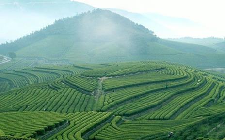 普洱茶