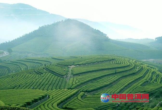 普洱茶