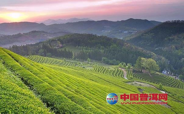 普洱茶
