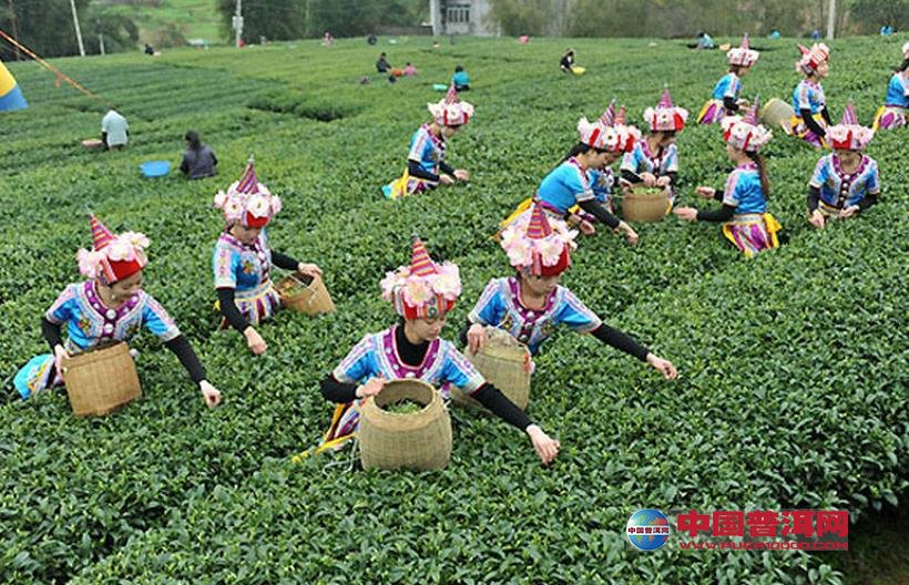 普洱茶