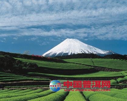 普洱茶
