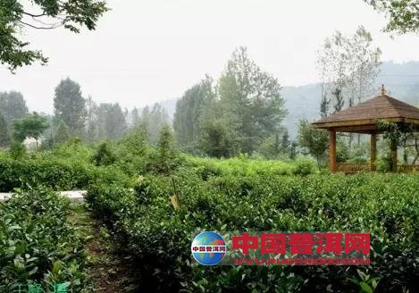 <u><a href='http://www.puer10000.com/puerzhishi/32854.html' target='_blank'>ն<u><a href='http://www.puer10000.com/puerzhishi/100997.html' target='_blank'></a></u></a></u>