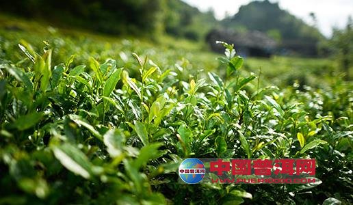 普洱茶
