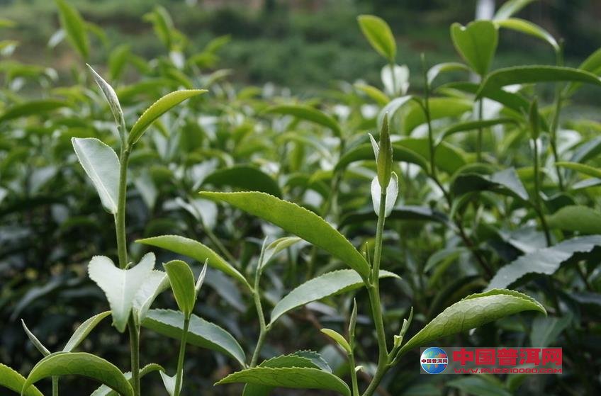 普洱茶