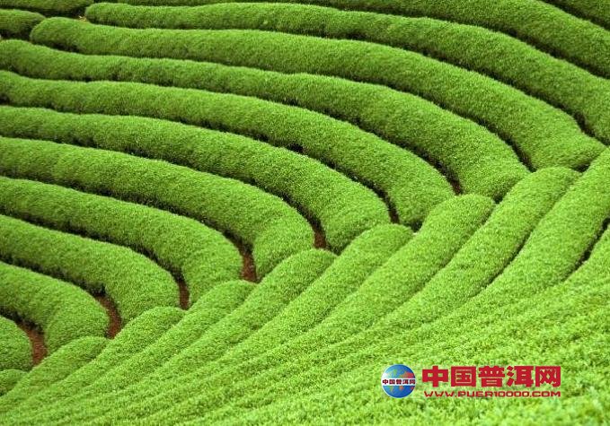 普洱茶