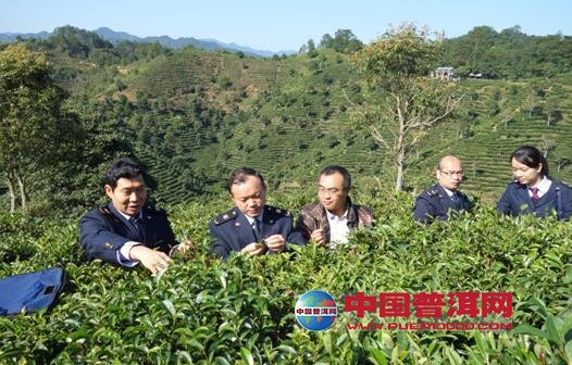 普洱茶