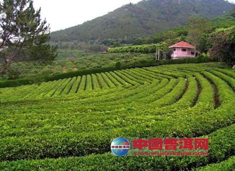 普洱茶