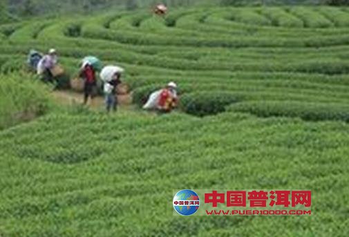 普洱茶