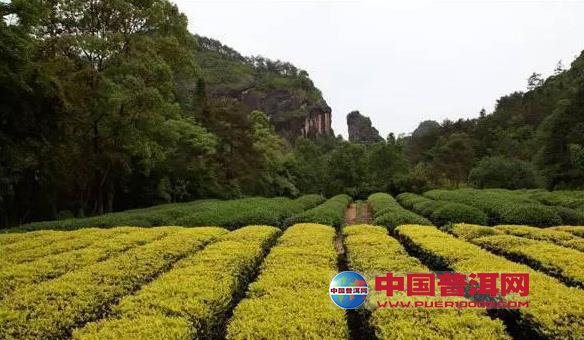 普洱茶
