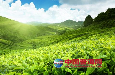 普洱茶