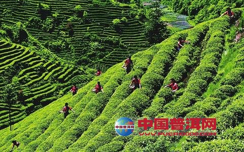 普洱茶