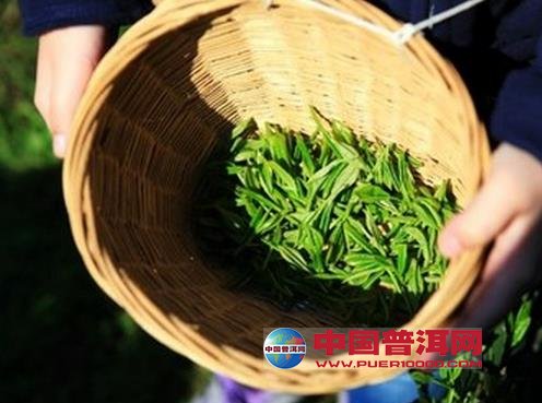 <u><a href='http://www.puer10000.com/puerzhishi/32854.html' target='_blank'>普洱<u><a href='http://www.puer10000.com/puerzhishi/100997.html' target='_blank'>茶</a></u></a></u>