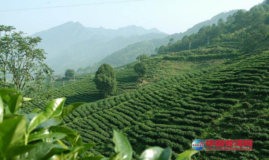 <u><a href='http://www.puer10000.com/puerzhishi/32854.html' target='_blank'>普洱<u><a href='http://www.puer10000.com/puerzhishi/100997.html' target='_blank'>茶</a></u></a></u>
