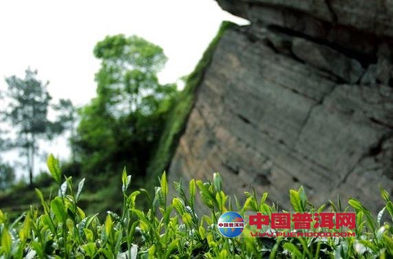 <u><a href='http://www.puer10000.com/puerzhishi/32854.html' target='_blank'>普洱<u><a href='http://www.puer10000.com/puerzhishi/100997.html' target='_blank'>茶</a></u></a></u>