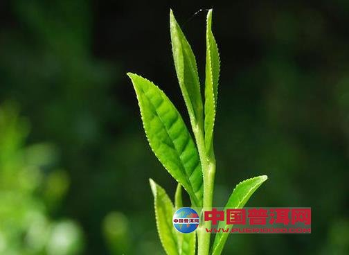 <u><a href='http://www.puer10000.com/puerzhishi/32854.html' target='_blank'>普洱<u><a href='http://www.puer10000.com/puerzhishi/100997.html' target='_blank'>茶</a></u></a></u>