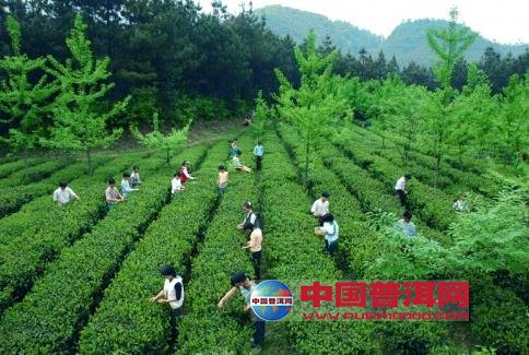 <u><a href='http://www.puer10000.com/puerzhishi/32854.html' target='_blank'>普洱<u><a href='http://www.puer10000.com/puerzhishi/100997.html' target='_blank'>茶</a></u></a></u>