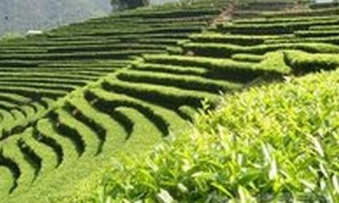 普洱茶