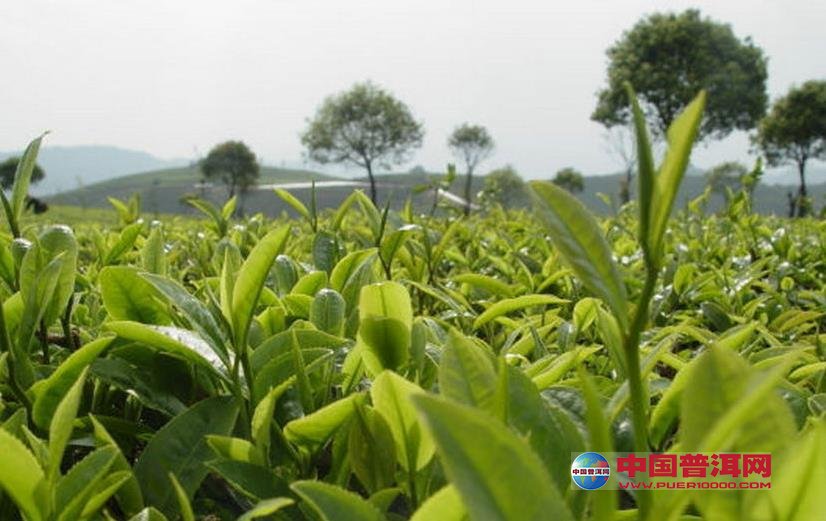 普洱茶