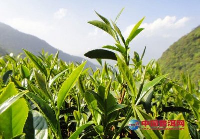 普洱茶品质特征与鉴别