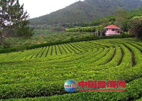 <u><a href='http://www.puer10000.com/puerzhishi/32854.html' target='_blank'>普洱<u><a href='http://www.puer10000.com/puerzhishi/100997.html' target='_blank'>茶</a></u></a></u>