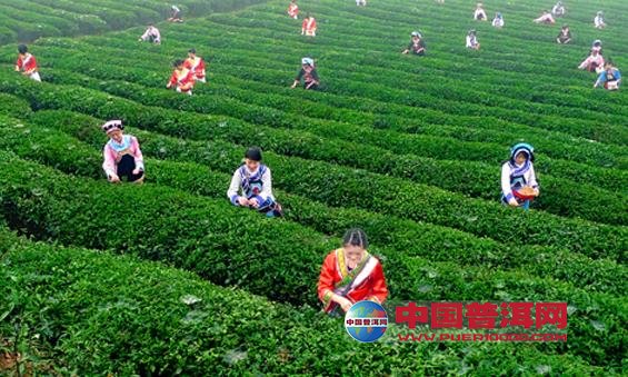 普洱茶